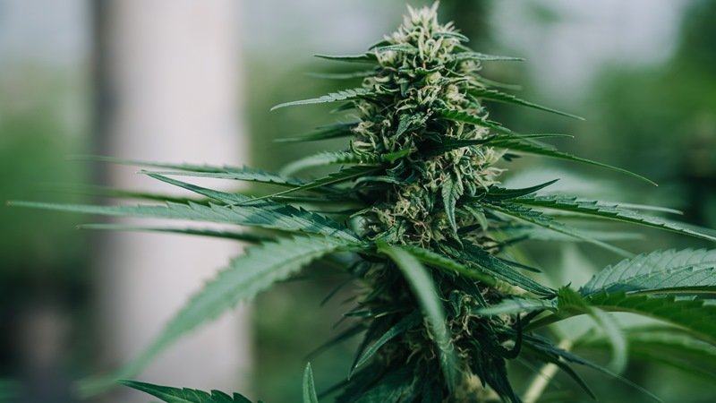 Hemp plants growing in a cultivated field