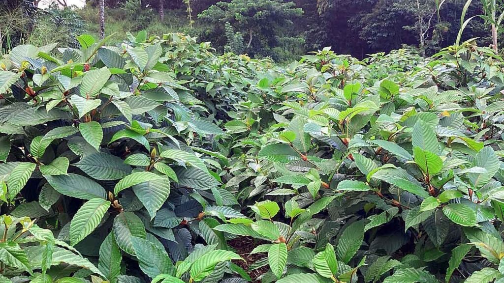 Dried Thai kratom leaves