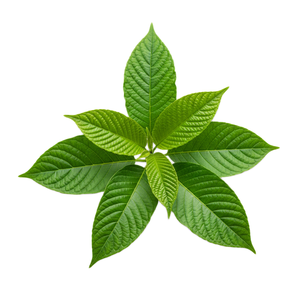 Kratom powder ready for bulk export